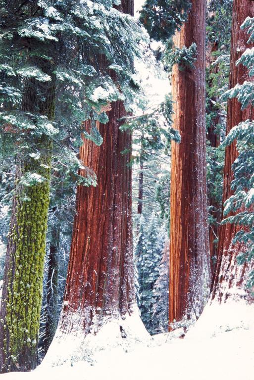 Montecito Sequoia Lodge Wilsonia Exterior photo
